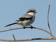 Loggerhead shrike kenschneider