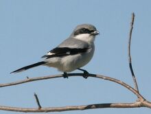 Loggerhead shrike kenschneider.jpg