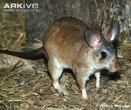 Malagasy Giant Rat as Struthiosaurus