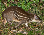 Paca, Lowland.jpg