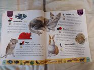 Pet Dictionary (6)