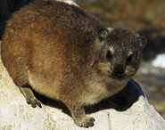 Rock Hyrax as Mort