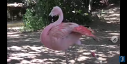 Rodger Williams Park Zoo Flamingo