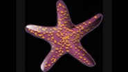 Safari Island Starfish