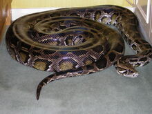Webpics-6.jpg