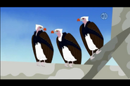 White-Headed Vulture (Wild Kratts)