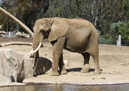 1280px-African bush elephant in San Diego Zoo