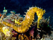 220px-Hippocampus hystrix (Spiny seahorse) yellow