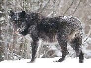 British Columbia Wolf