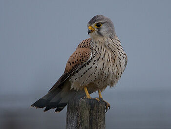 Eurasian kestrel.jpg