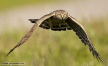 Hen harrier 1.jpg