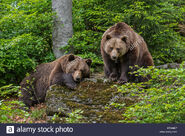 Macho y Hembra de Eurasia Osos pardos