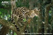 Margay (Leopardus wiedii)
