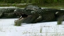 Prehistoric Park Deinosuchus.jpg