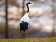 Red-crowned crane.jpg
