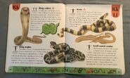 Snake Dictionary (11)