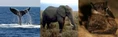 Whales Elephants and BAts.jpg (9 KB)