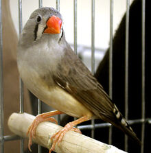 Zebrafinch1.jpg