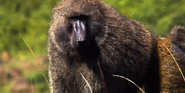 Olive Baboon