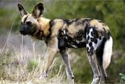 African wild dog