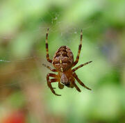 Araneus diadematus.jpg