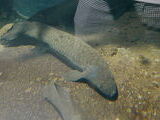Queensland Lungfish