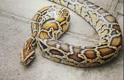 Burmese Python as Snake