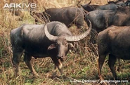 Male-Asian-buffalo-with-herd.jpg (101 KB) Wild Water Buffalo