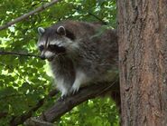 Northern Raccoon