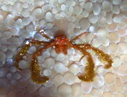 Orang Utan Crab-Achaeus japonicus (33048430982).jpg