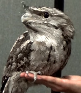 San Diego Zoo Tawny Frogmouth