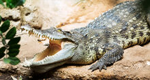 Siamese croc 1.jpg