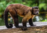 Tufted Capuchin Monkey