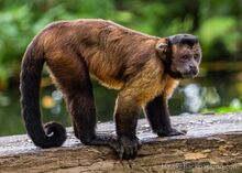 Singapore zoo 28.jpg