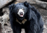 Sloth bear (Melursus ursinus)