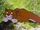 Telecats