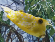 Toledo Zoo Cowfish