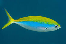 Yellowback fusilier.jpeg