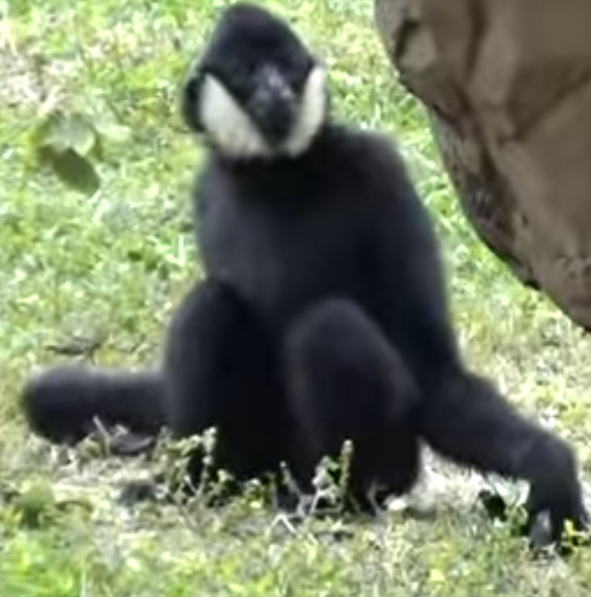 Zoo Miami Gibbon.png