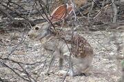 1200px-Antelope jackrabbit 2.jpg