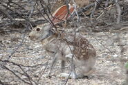 Antelope Jackrabbit as Bunnelby