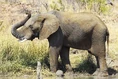 African-bush-elephant-1.jpg (618 KB)