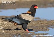 Bateleur-side-view.jpg