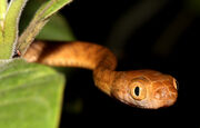 Brown tree snake.jpg