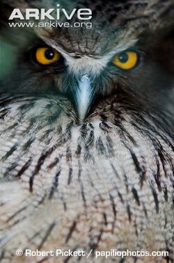 Close-up-of-Blakistons-fish-owl.jpg