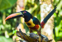 Fiery-billed-aracari-hh3 081220 1944-3.jpg