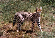 Leptailurus serval