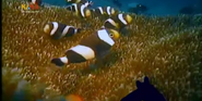 Ocellaris Clownfish