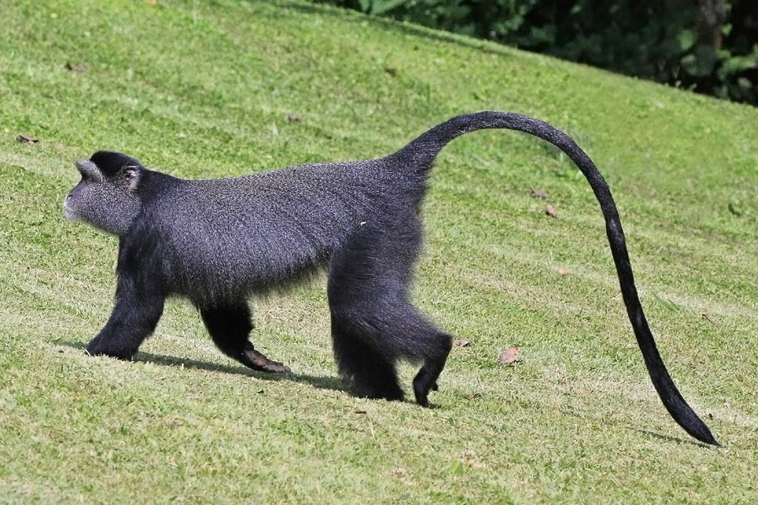 Category Monkeys The Parody Wiki Fandom Category Monkeys The Parody Wiki Fandom