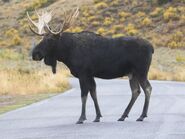 American Bison as Ogre Doug